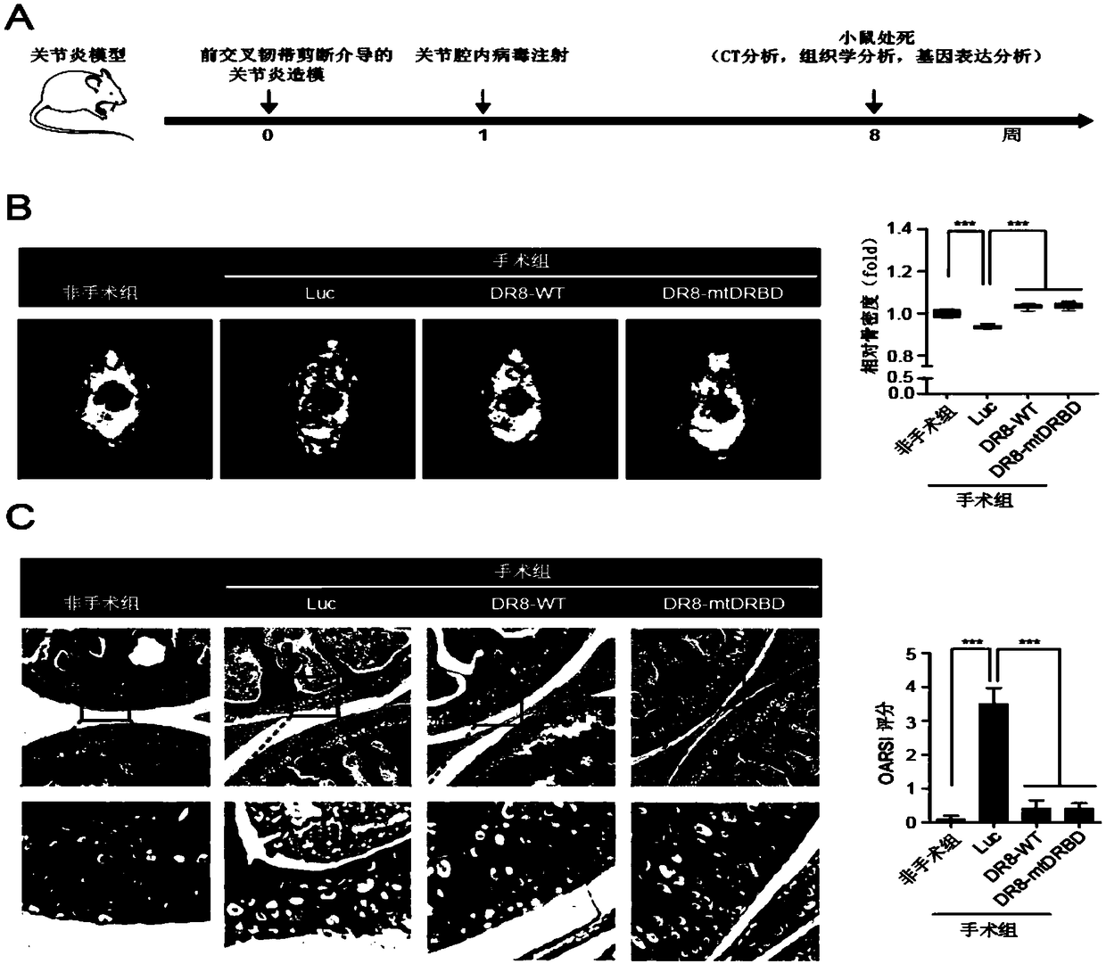 Application of DGCR8 in preparing products for treating and/or preventing osteoarthritis of animals