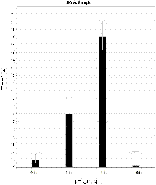 Saccharum spontaneum L. drought stress expressed protein phosphatase 2C gene ScPP2C