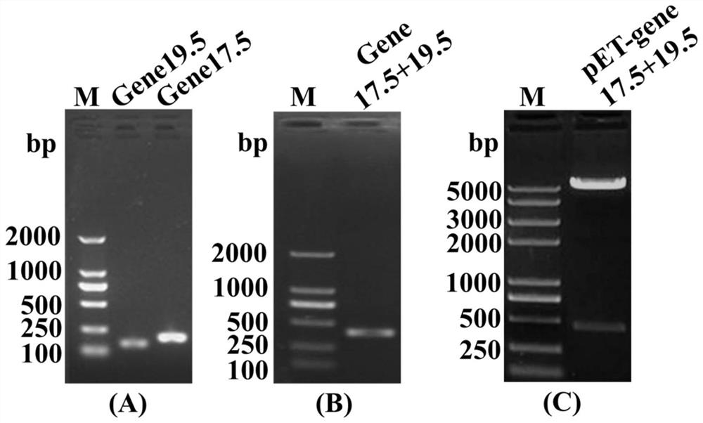 High-titer culture method for phage and application