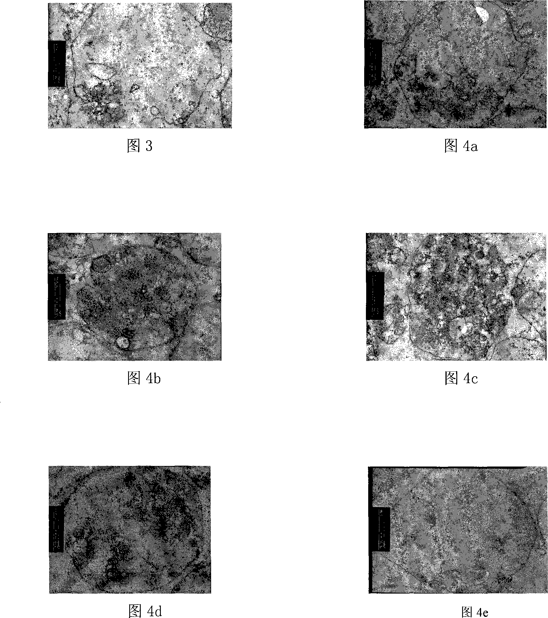 Small molecular sugar stable buffer used for blood platelet frozen-dried preservation