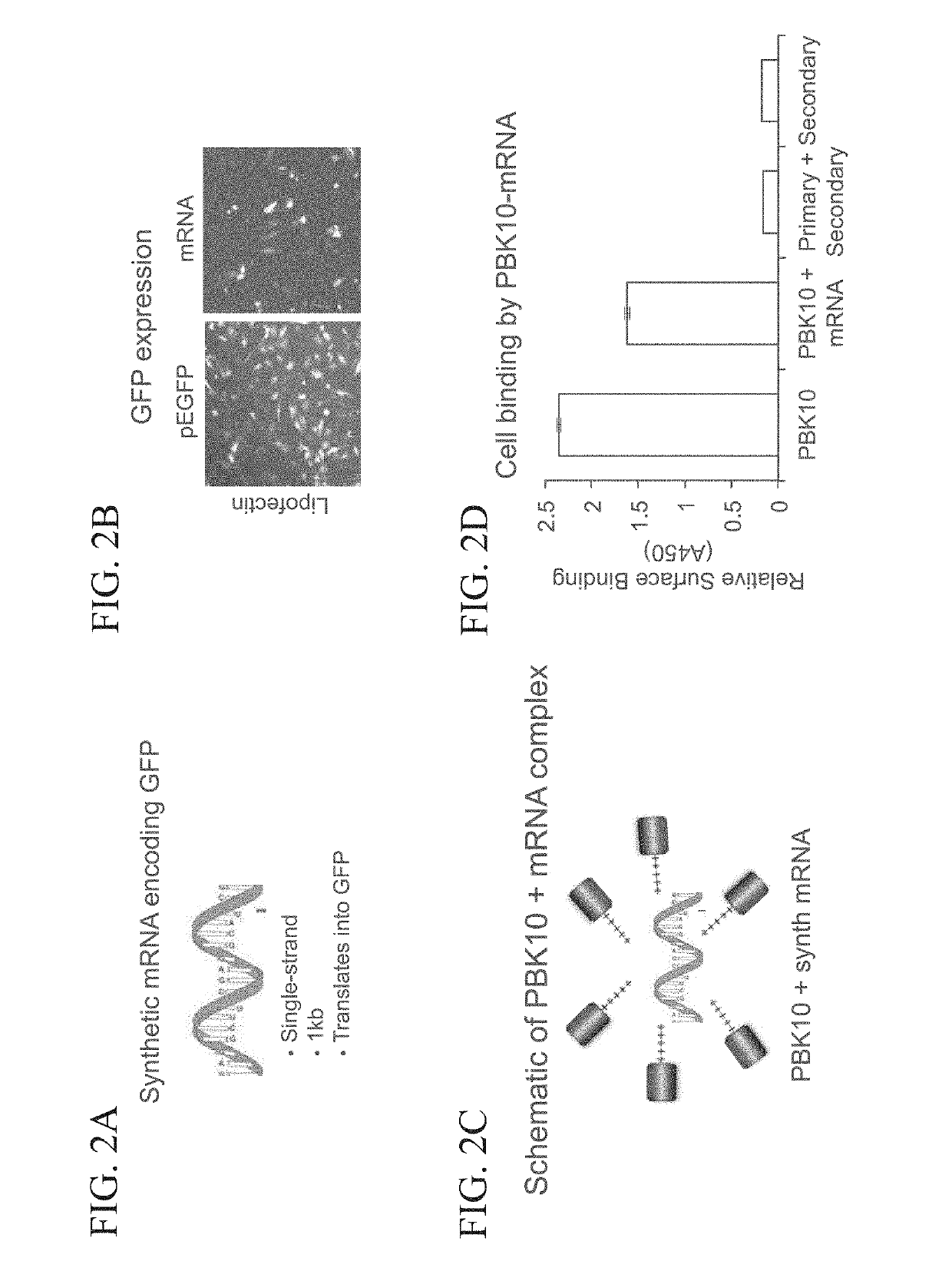 Receptor targeting constructs and uses thereof