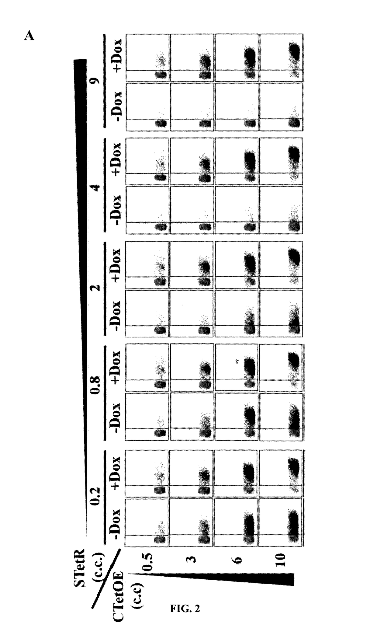 Highly inducible dual-promoter lentiviral TET-ON system