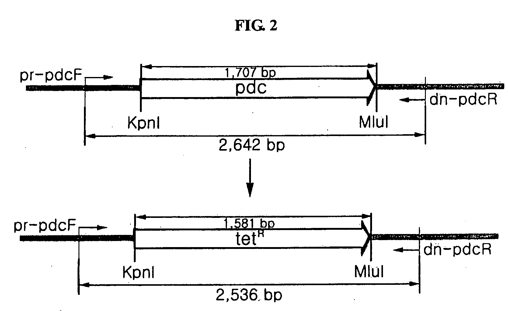 Method for mass production of primary metabolites, strain for mass production of primary metabolites, and method for preparation thereof