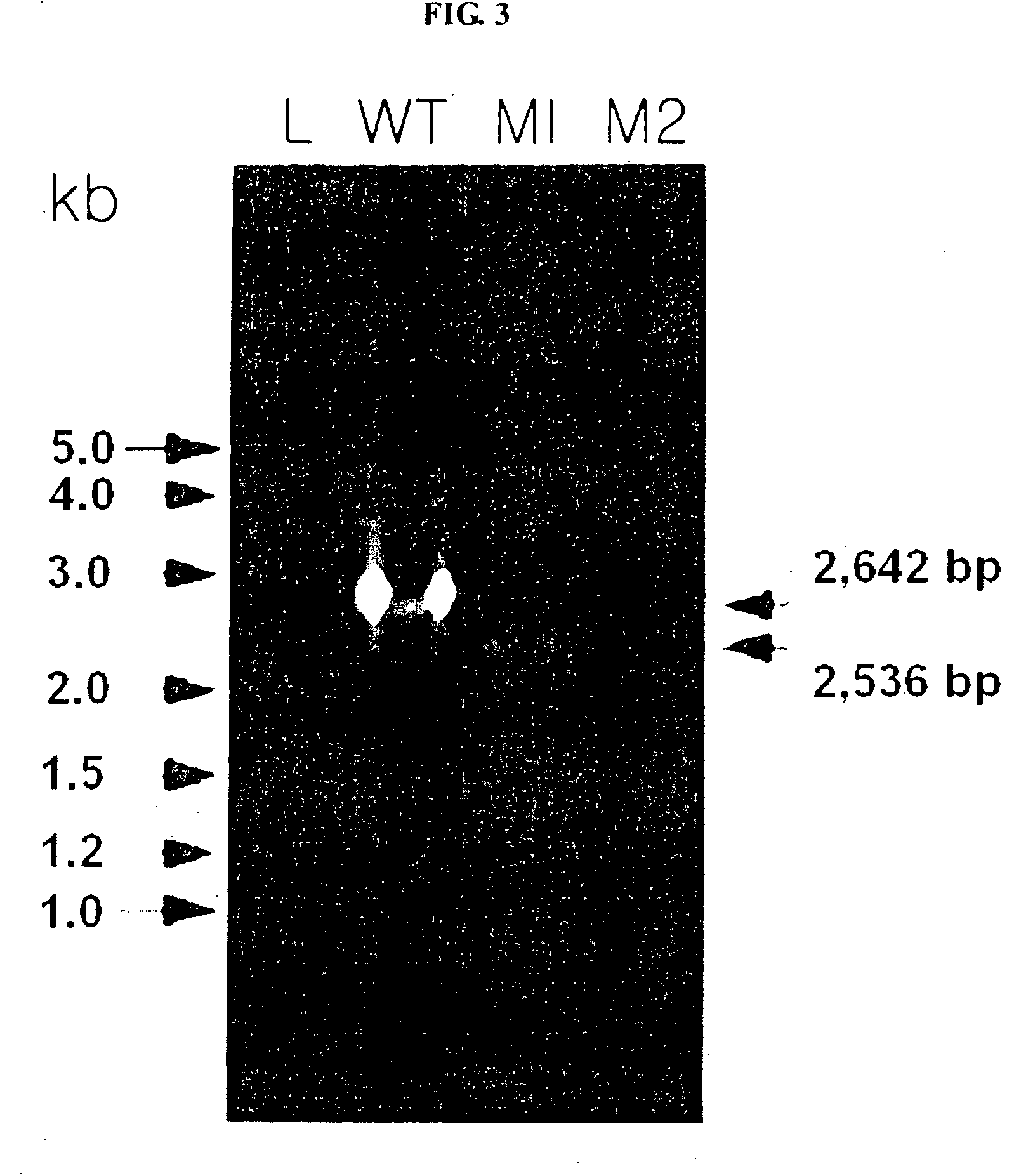 Method for mass production of primary metabolites, strain for mass production of primary metabolites, and method for preparation thereof