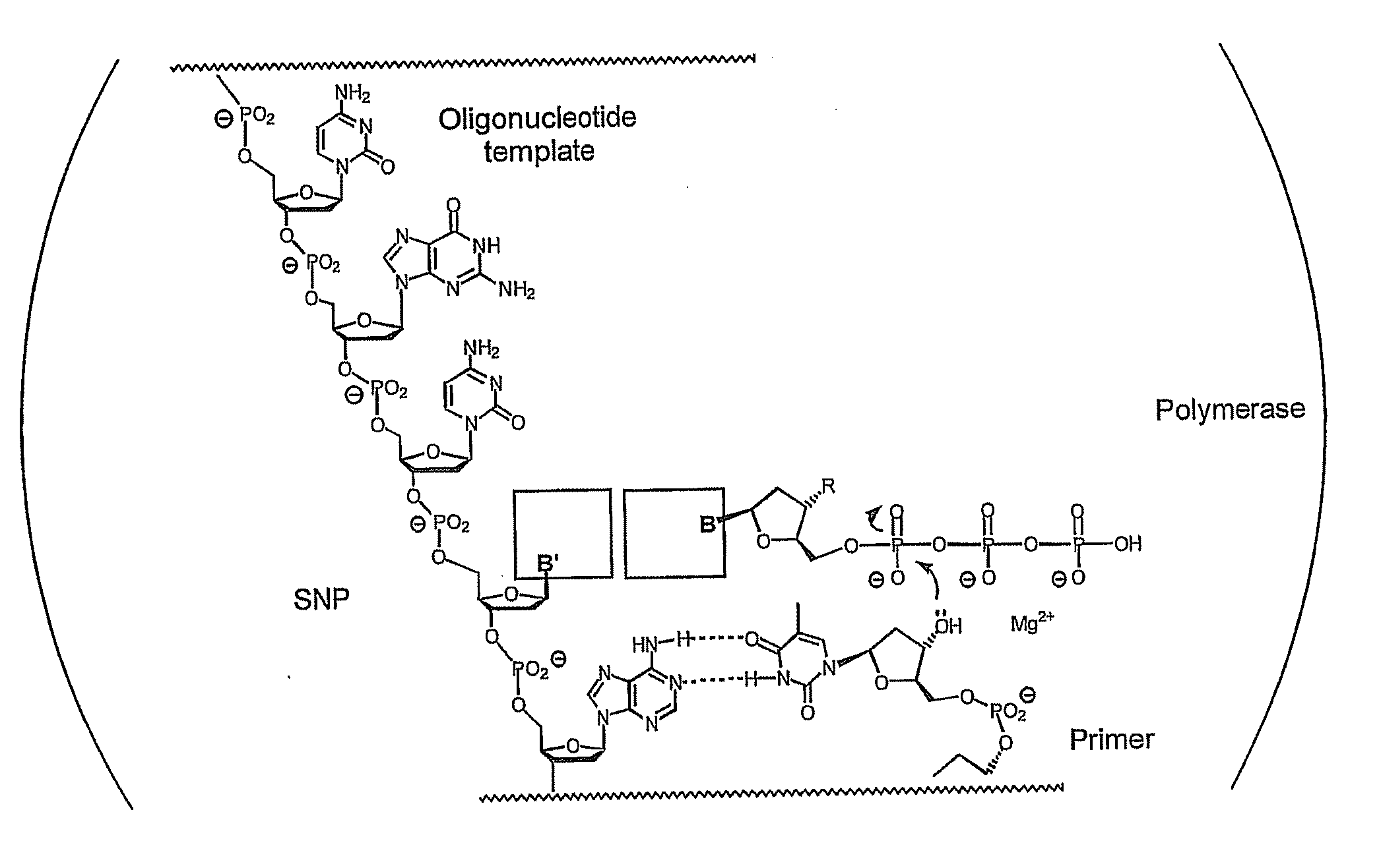 Polymerase-independent analysis of the sequence of polynucleotides