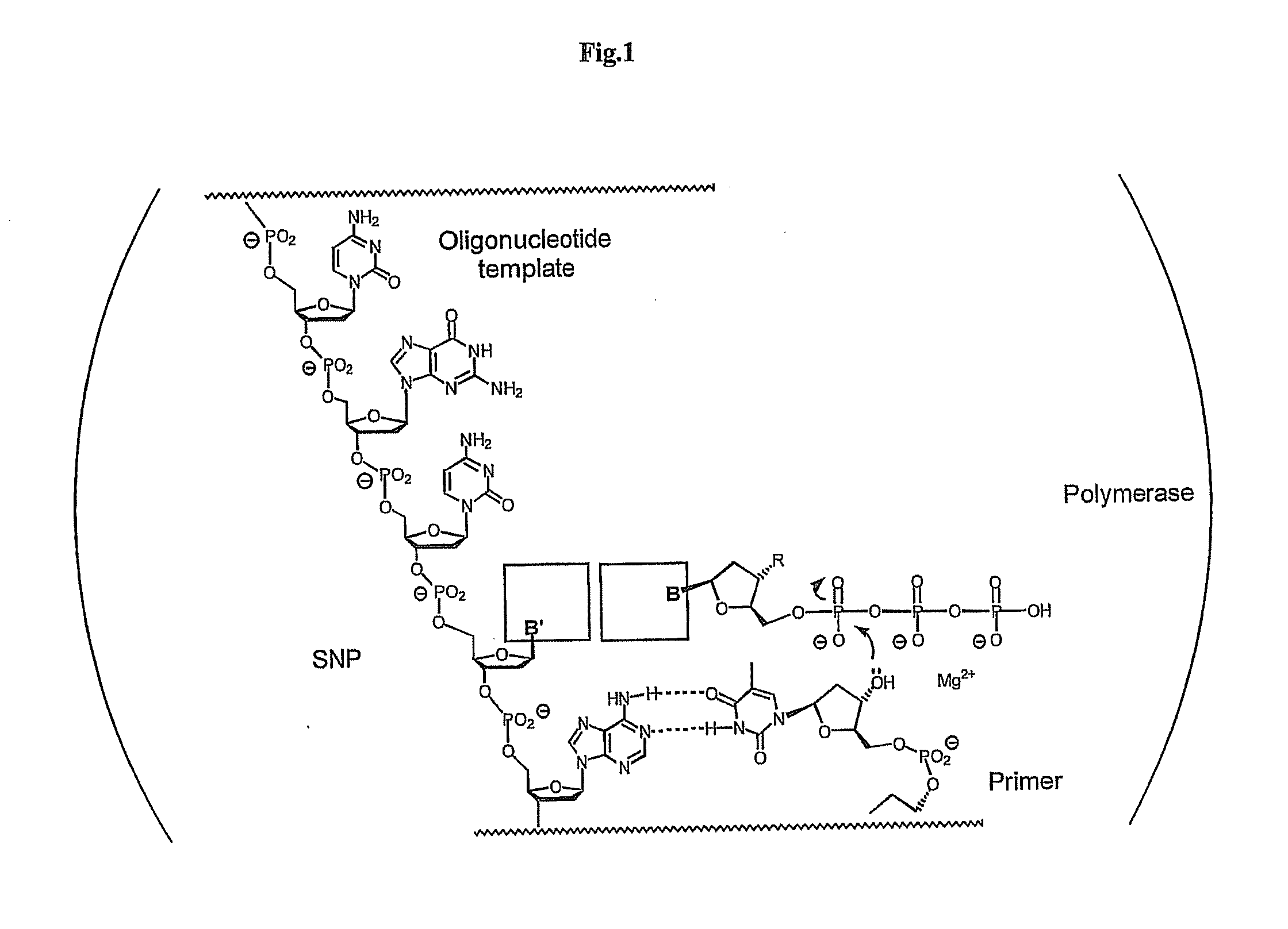 Polymerase-independent analysis of the sequence of polynucleotides