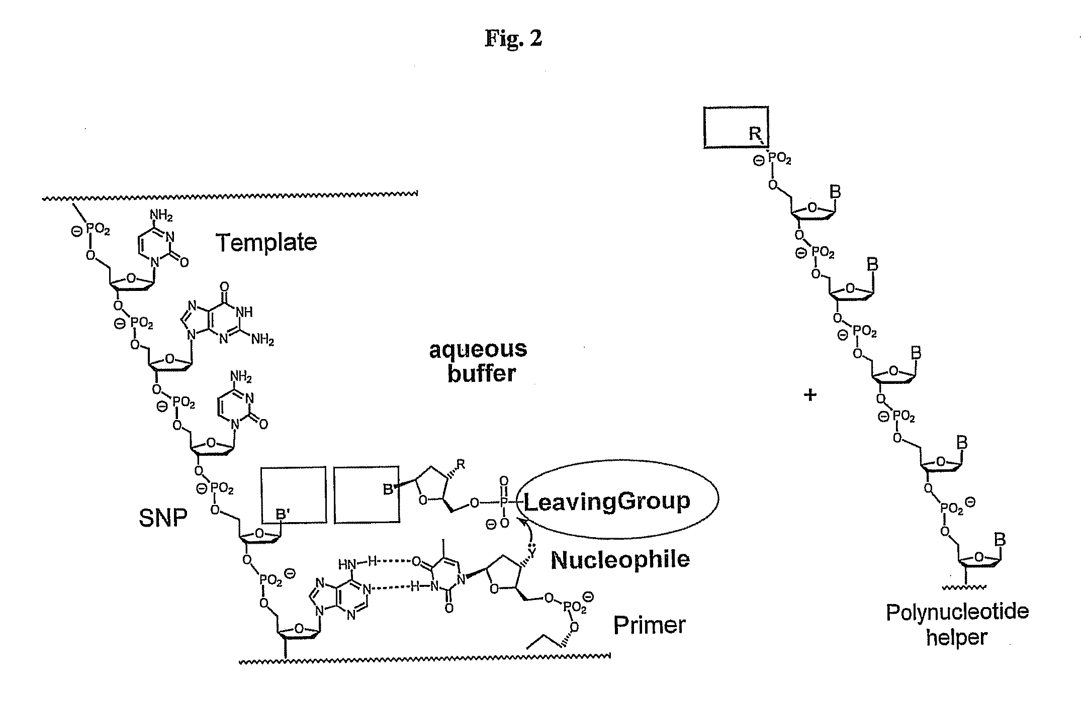 Polymerase-independent analysis of the sequence of polynucleotides