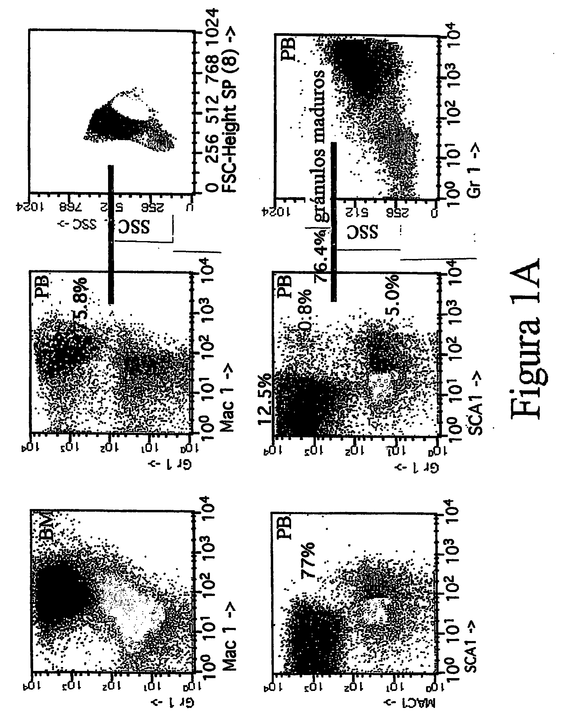 Transgenic non-human mammals as models for human pathologies of stem cell origin