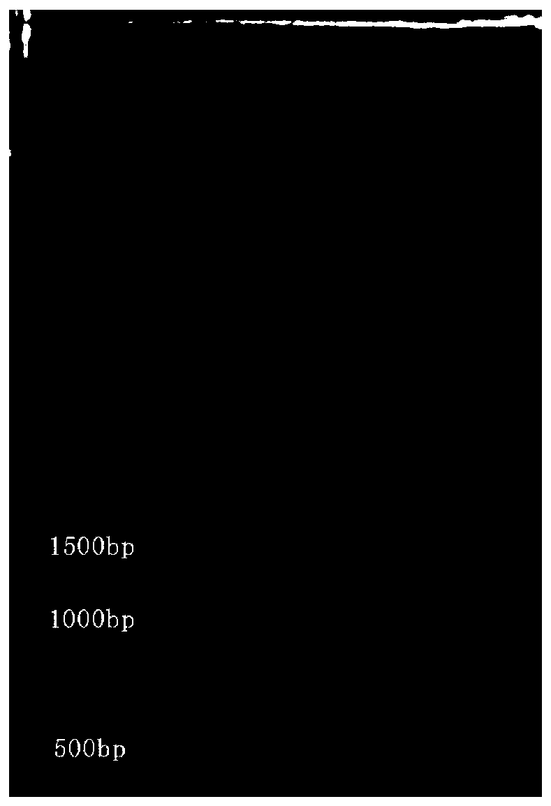 Brevibacillus laterosporus, antibacteriallipopeptide and application thereof to agriculture and food