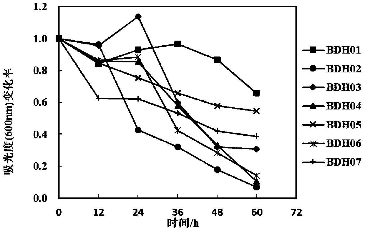 A Phage Bacteria and Its Application in Sludge Reduction