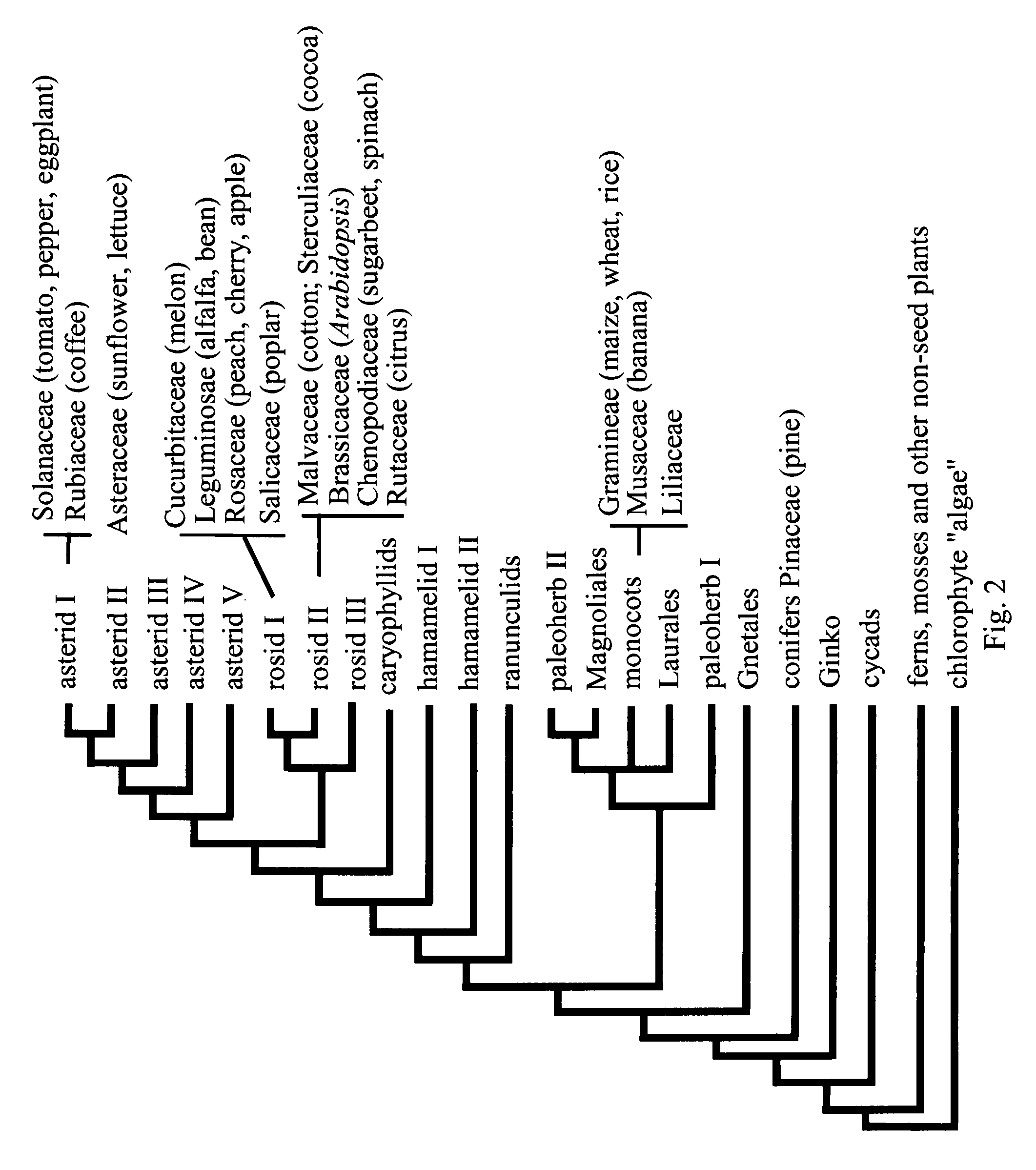 Plants with improved yield and stress tolerance