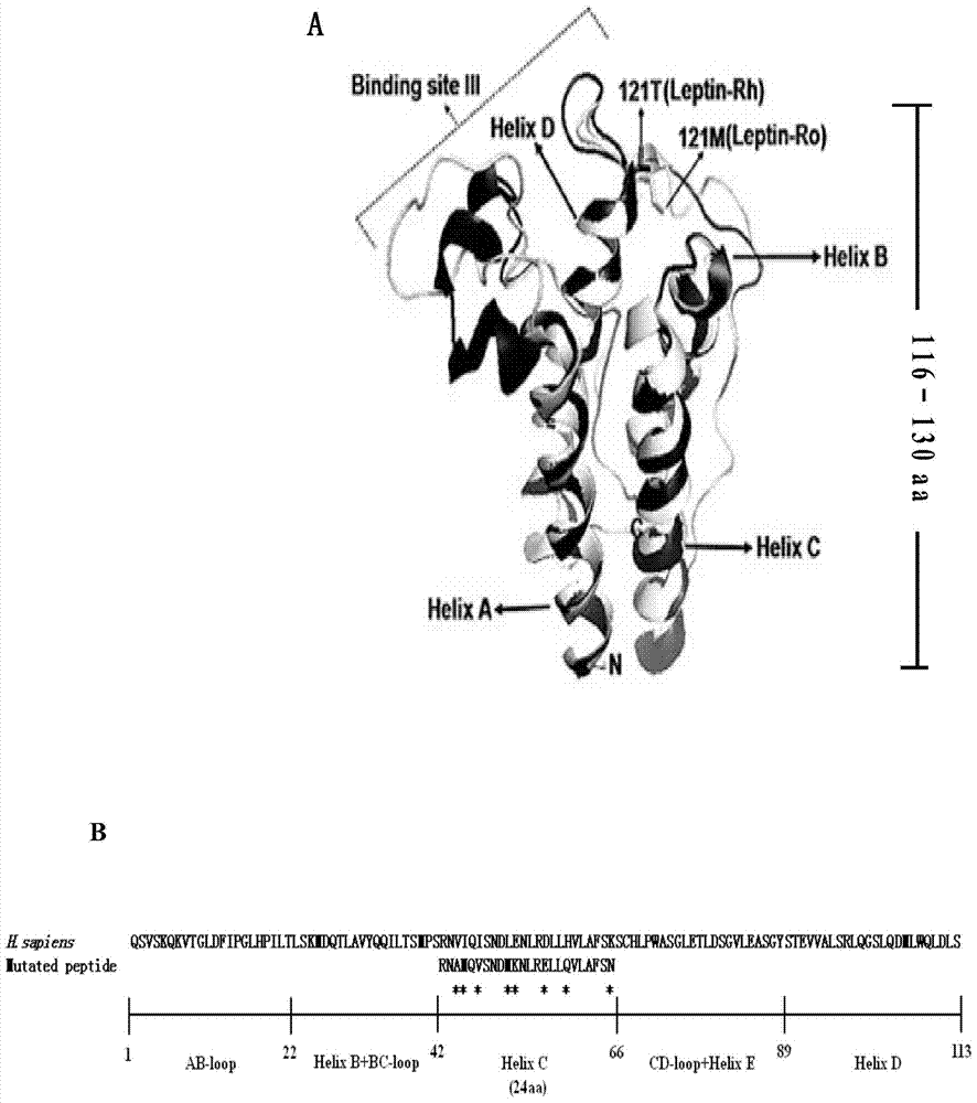 A leptin active peptide with a mutation in the c-helix region, its coding gene and application