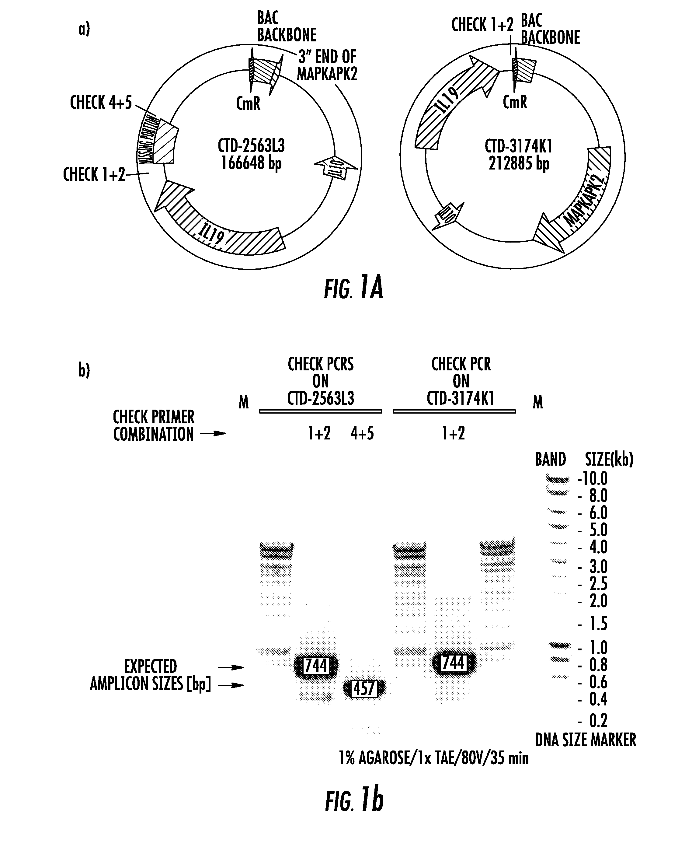 Humanized transgenic single nucleotide polymorphism animal systems