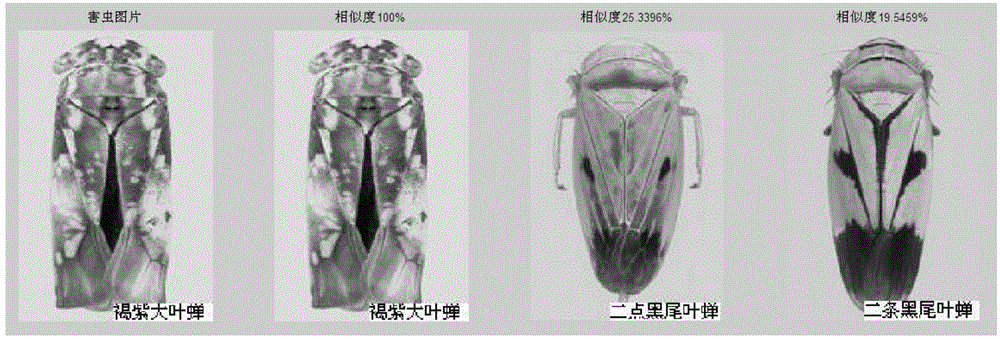 Rice pest intelligent recognition and classification system