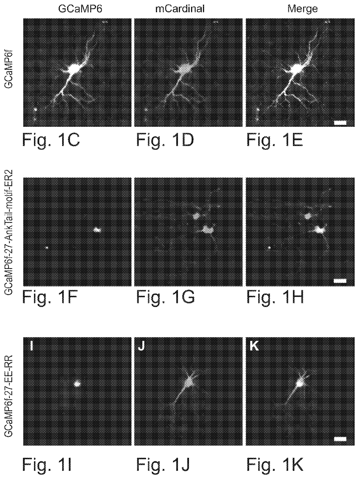 Cell Body Targeted Sensors