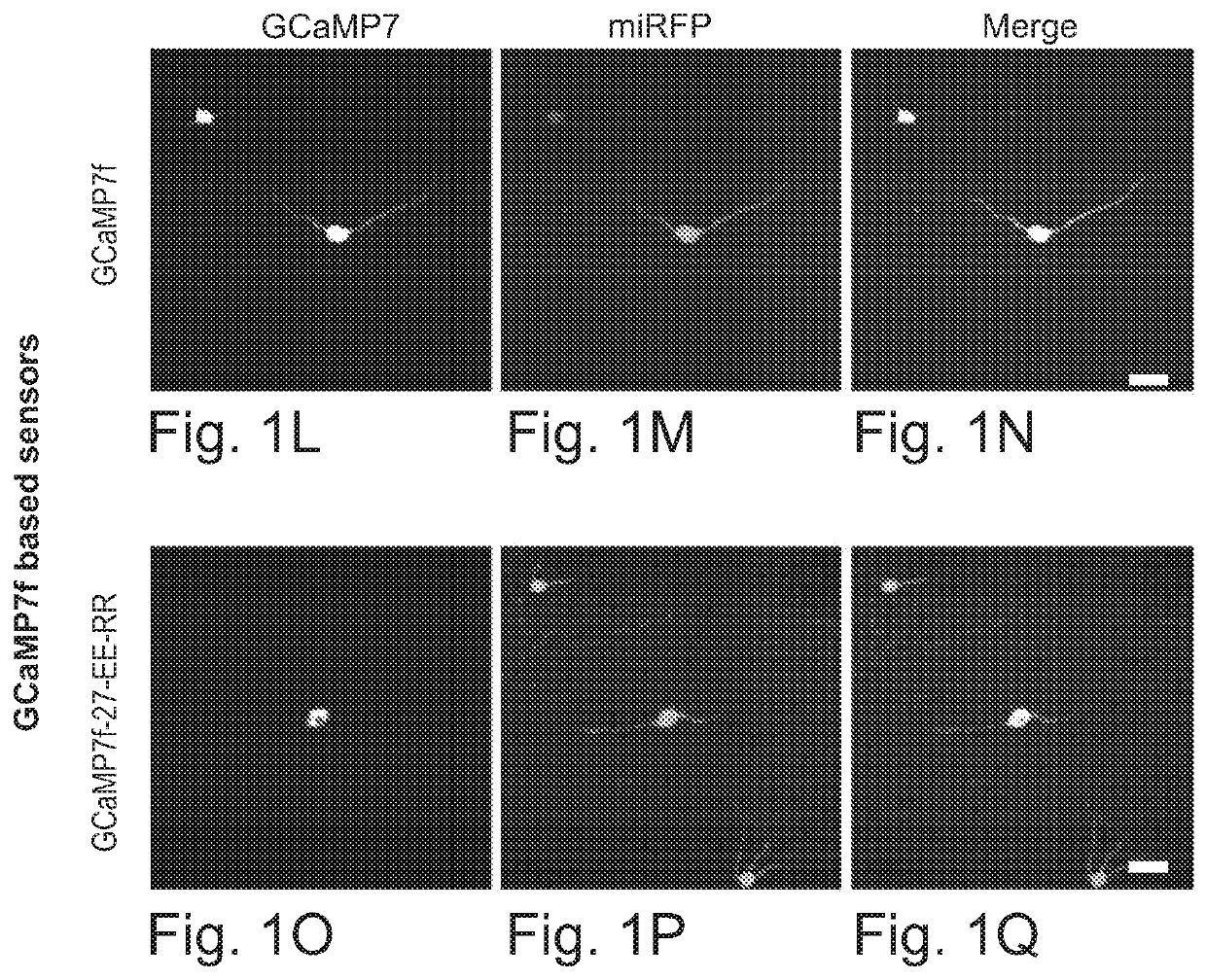 Cell Body Targeted Sensors