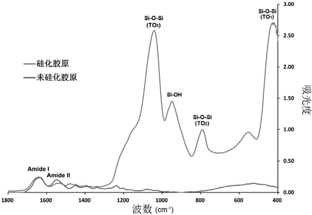 Construction method and applications of antibacterial bionic silicification collagen scaffold material