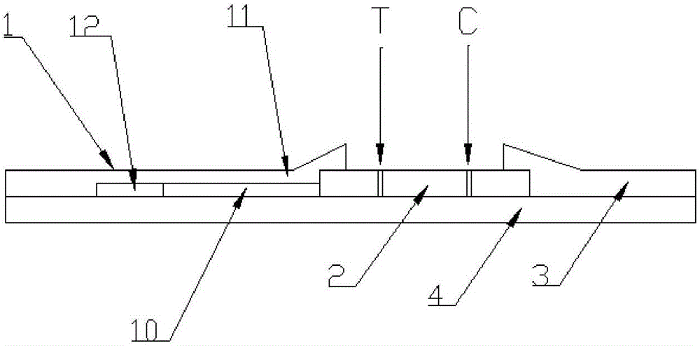 Immunochromatography quantitative detection test paper strip for procalcitonin of terminal blood