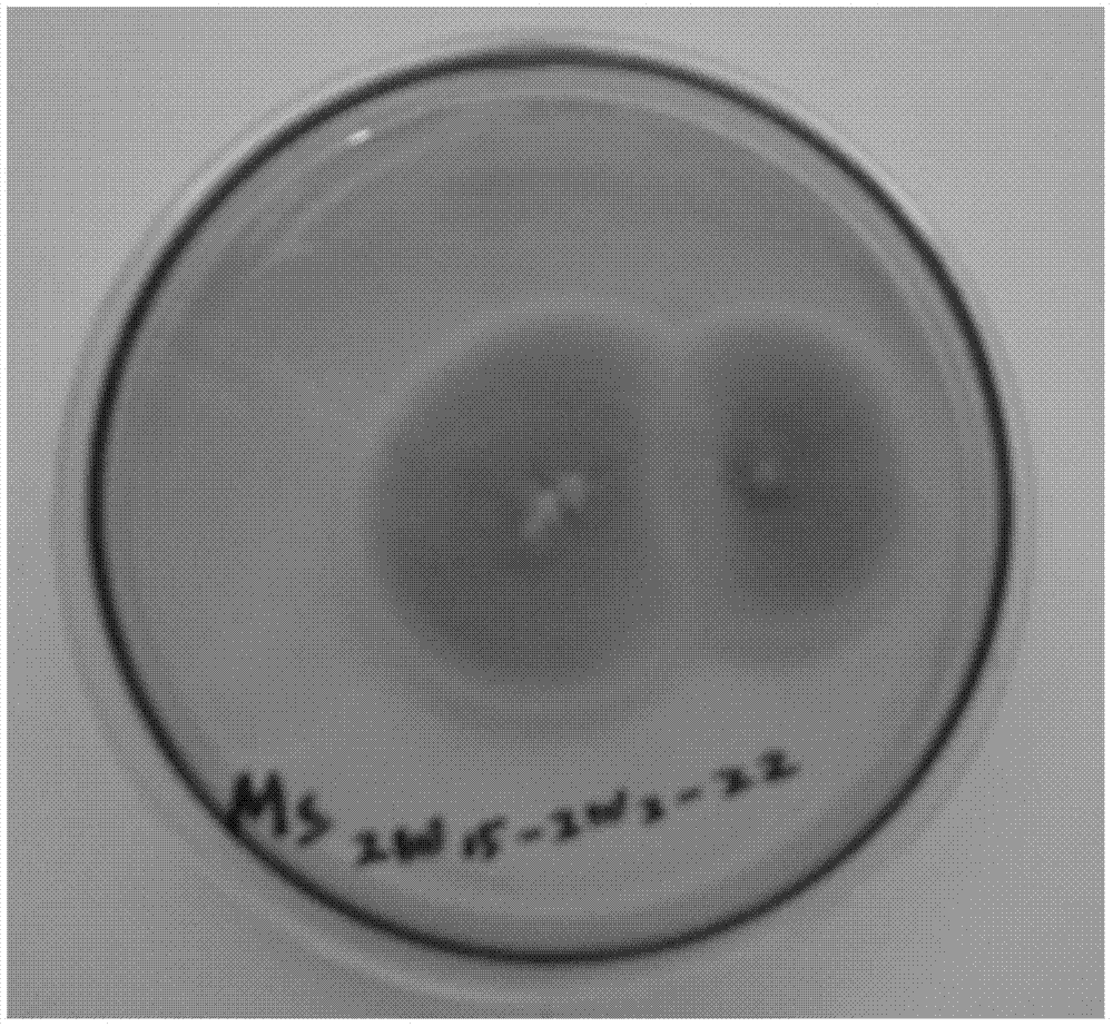 Mutant strain with high yield of Gamma-linolenic acid and preparation method and application of mutant strain