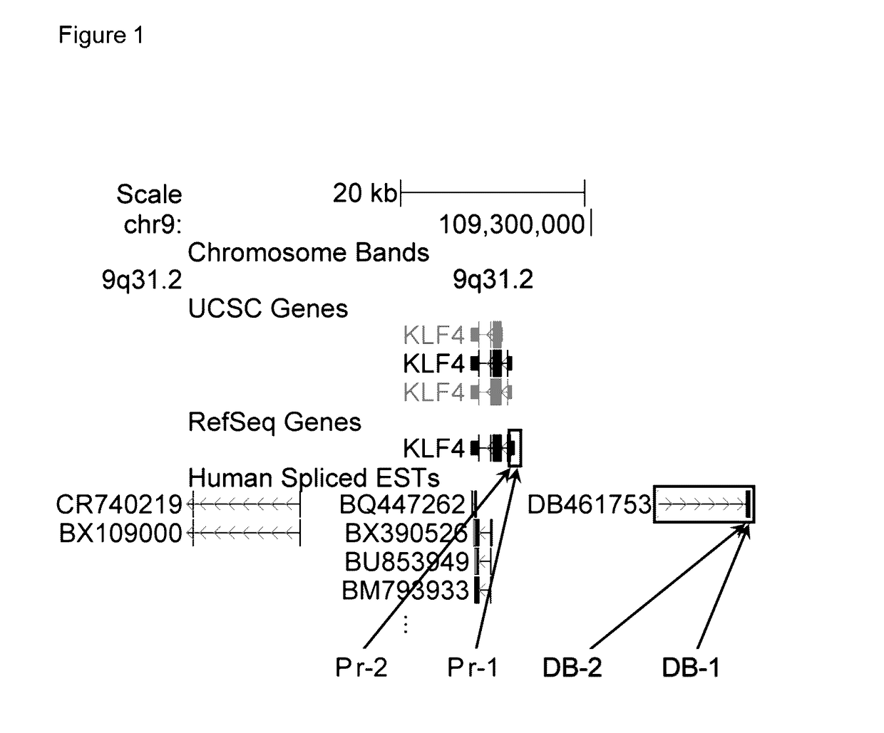 RNA molecules and uses thereof