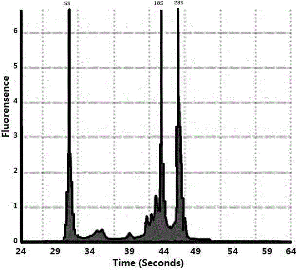 Method for extracting total RNA from tamarix chinensis tissues