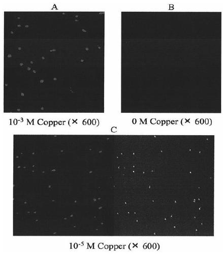 A Microbiological Method for Detecting Heavy Metal Copper in Water