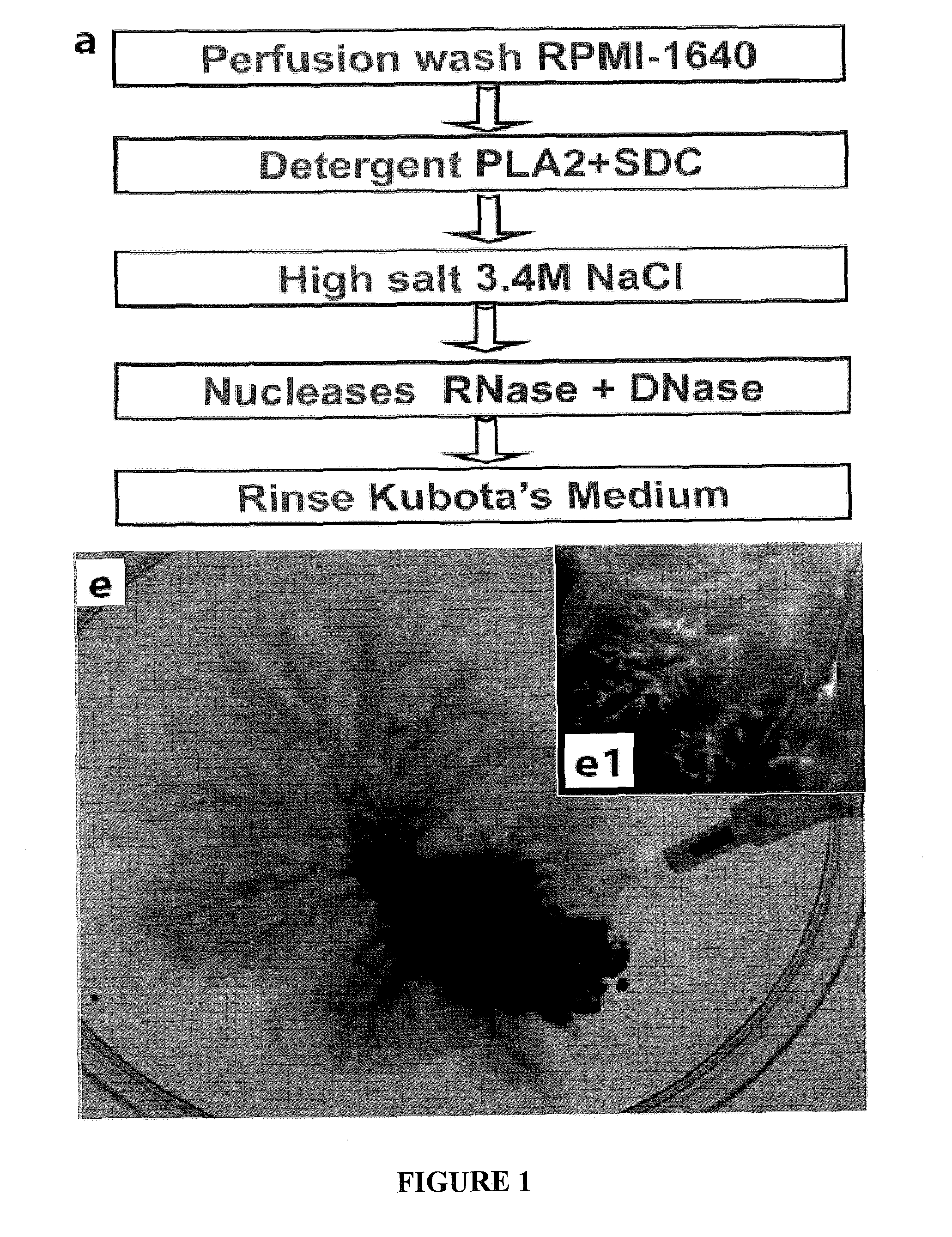 Biomatrix Scaffolds