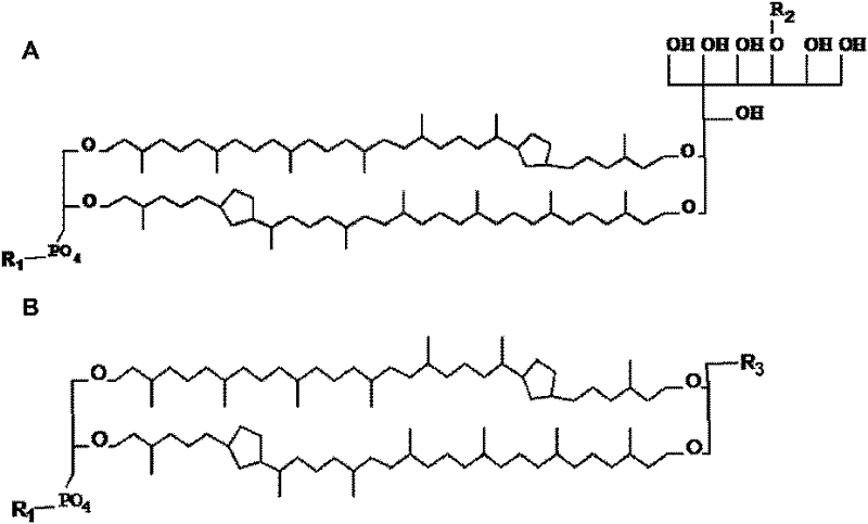 Protein or nucleic acid drug liposome preparation and preparation method thereof based on tetraether lipid