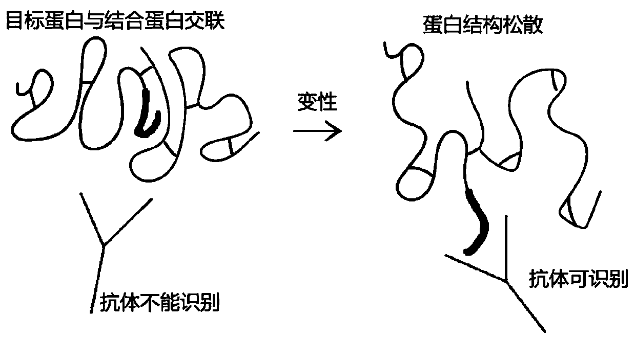 Method of detecting protein complex in biological sample