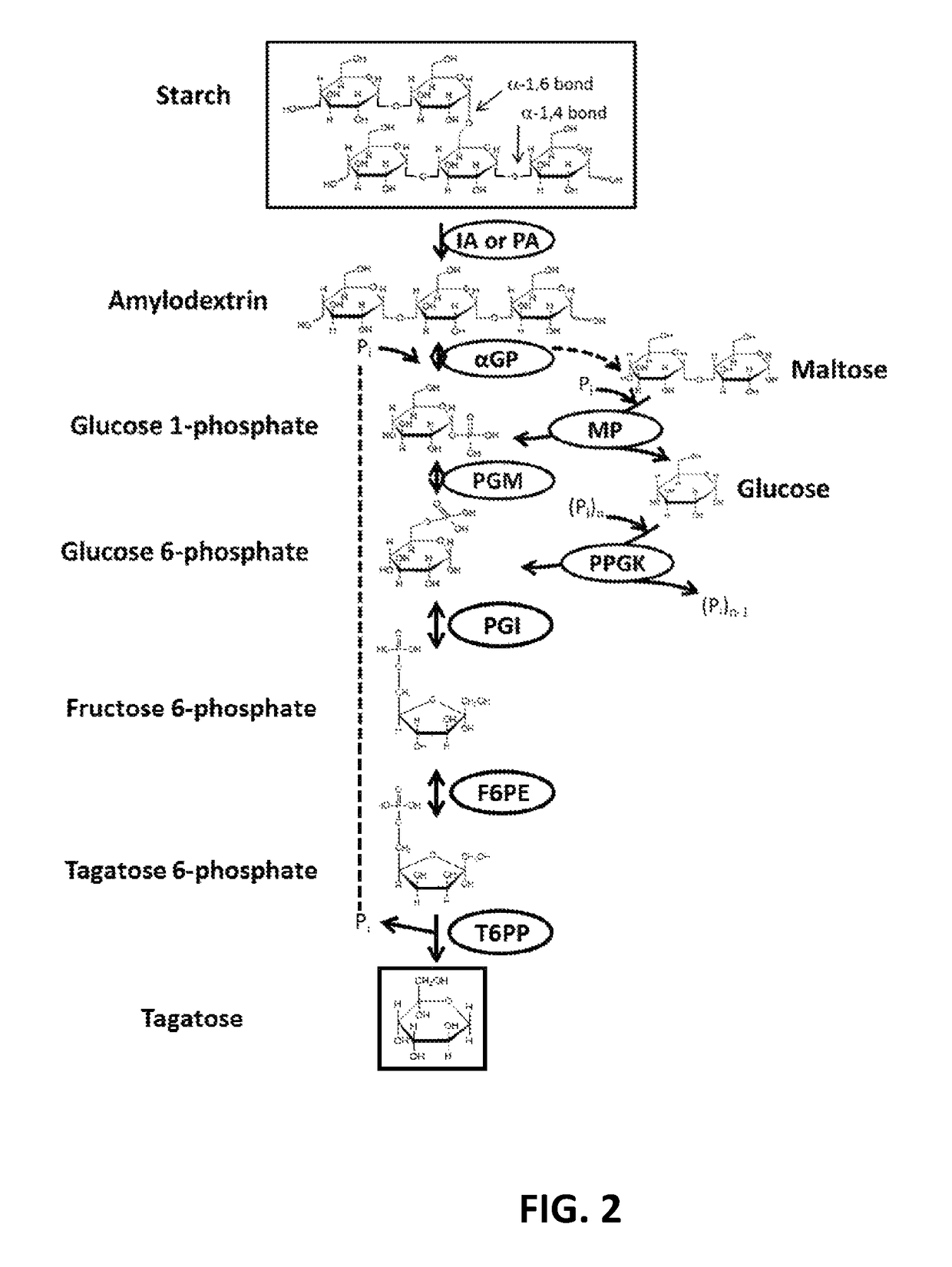 Enzymatic production of D-tagatose