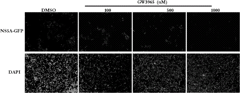 Application of GW3965 in preparation of drugs treating or preventing hepatitis C