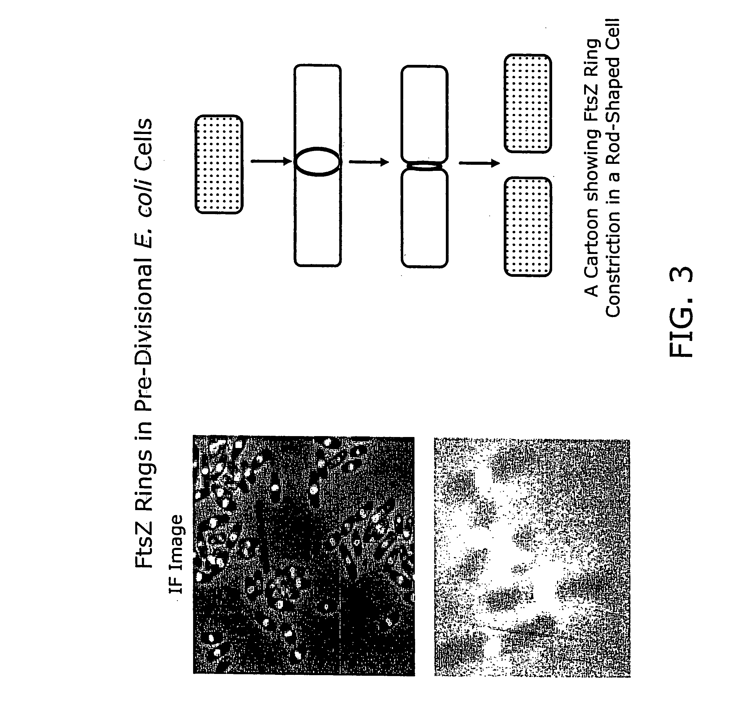 Compound combinations for inhibiting cell division and methods for their identification and use