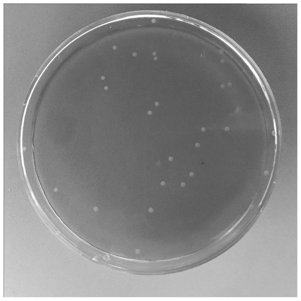 Lactobacillus reuteri and application thereof