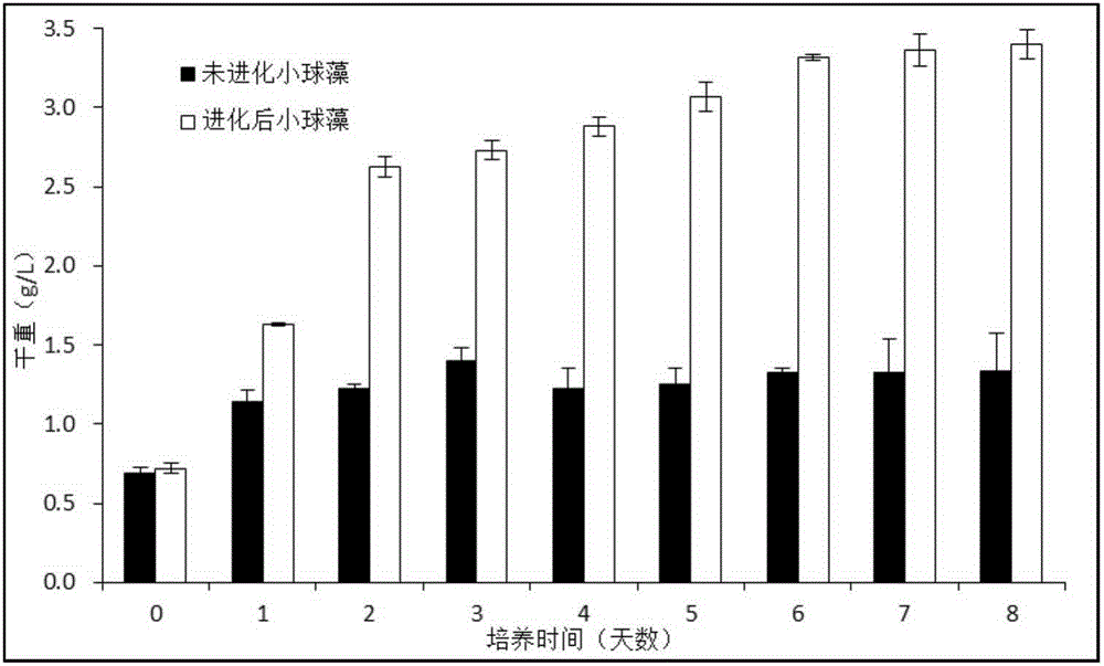 Method for improving tolerance and increasing degradation rate of chlorella on phenol