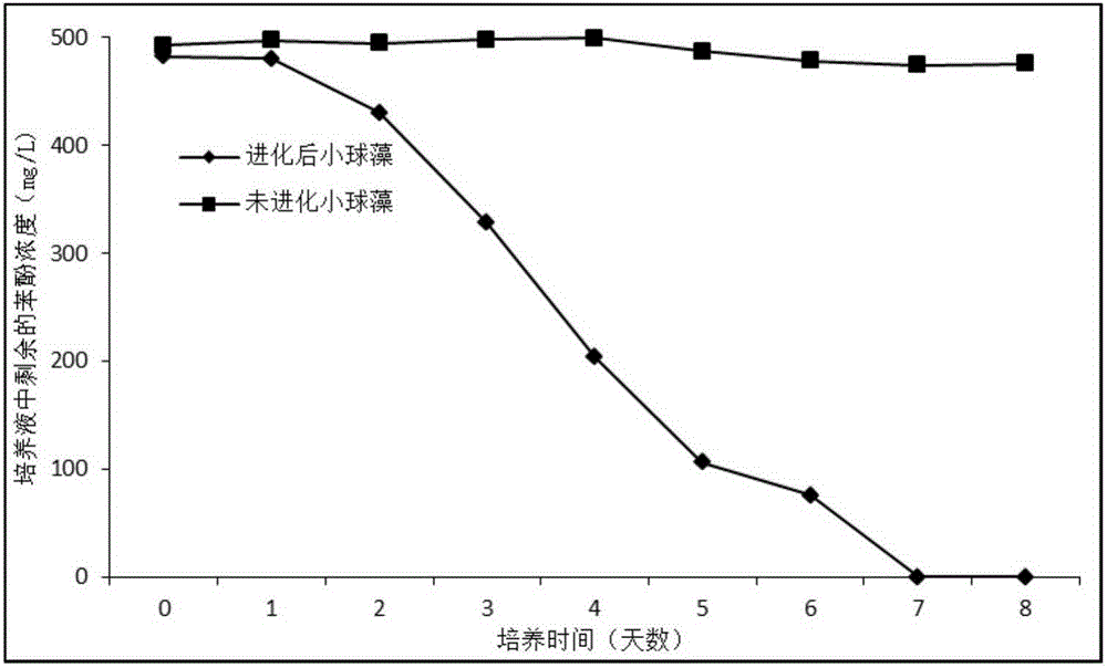 Method for improving tolerance and increasing degradation rate of chlorella on phenol