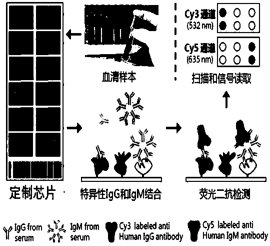 Autoantibody marker for distinguishing hepatocellular carcinoma from normal people and screening method thereof