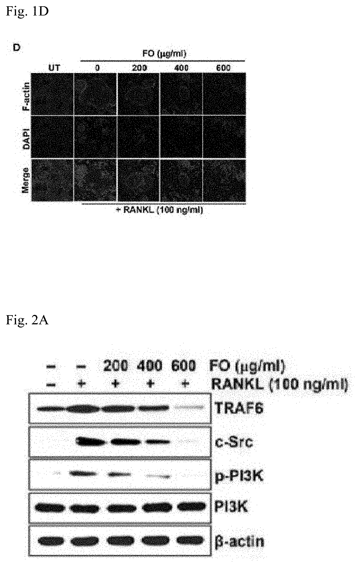 Composition for promotng bone formation with fermented oysters and seaweed