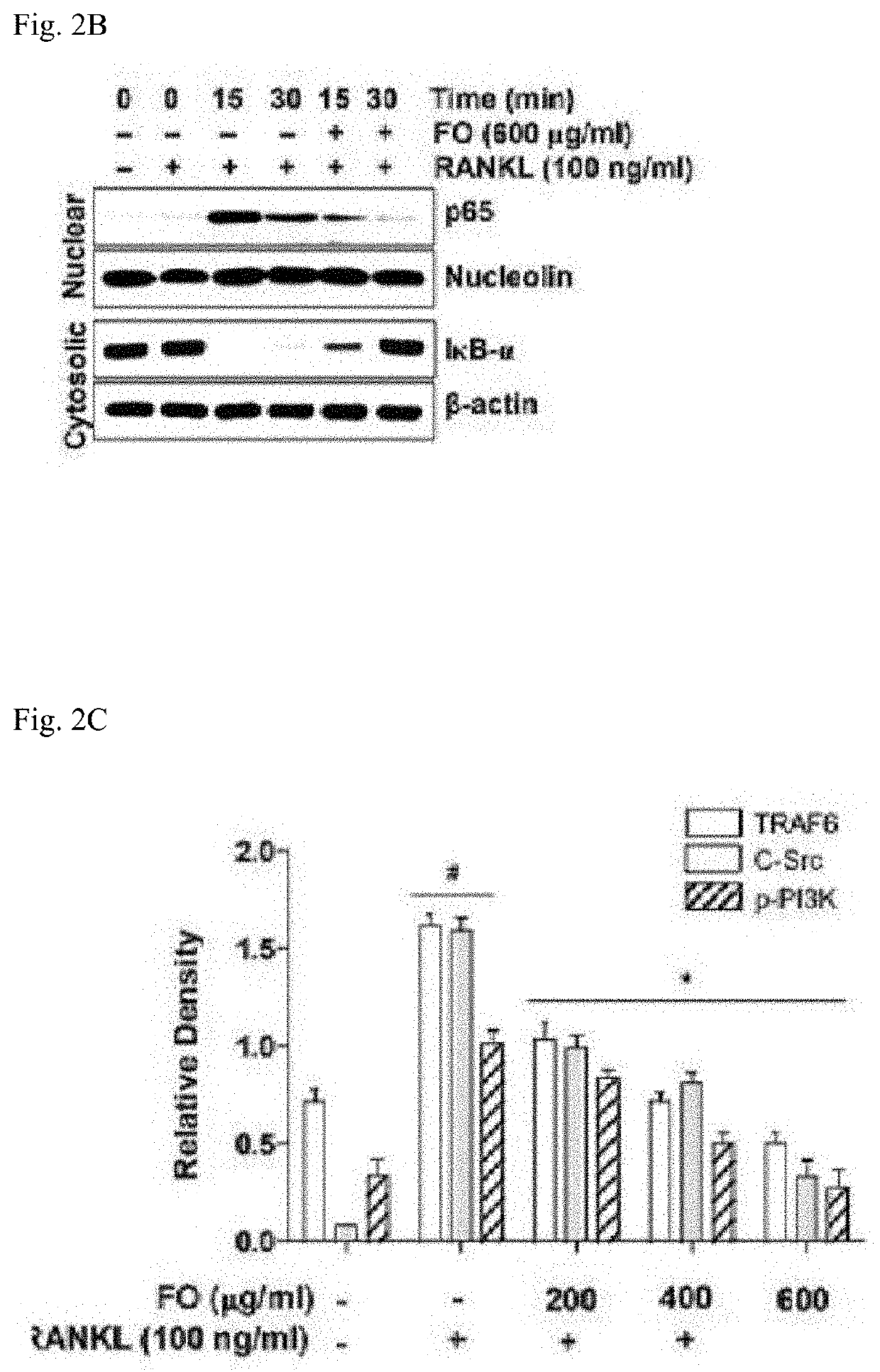 Composition for promotng bone formation with fermented oysters and seaweed