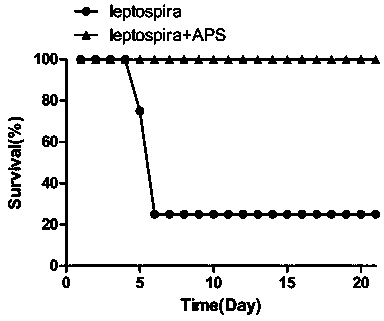 Medicinal application of astragalus polysaccharide in prevention and treatment of leptospirosis