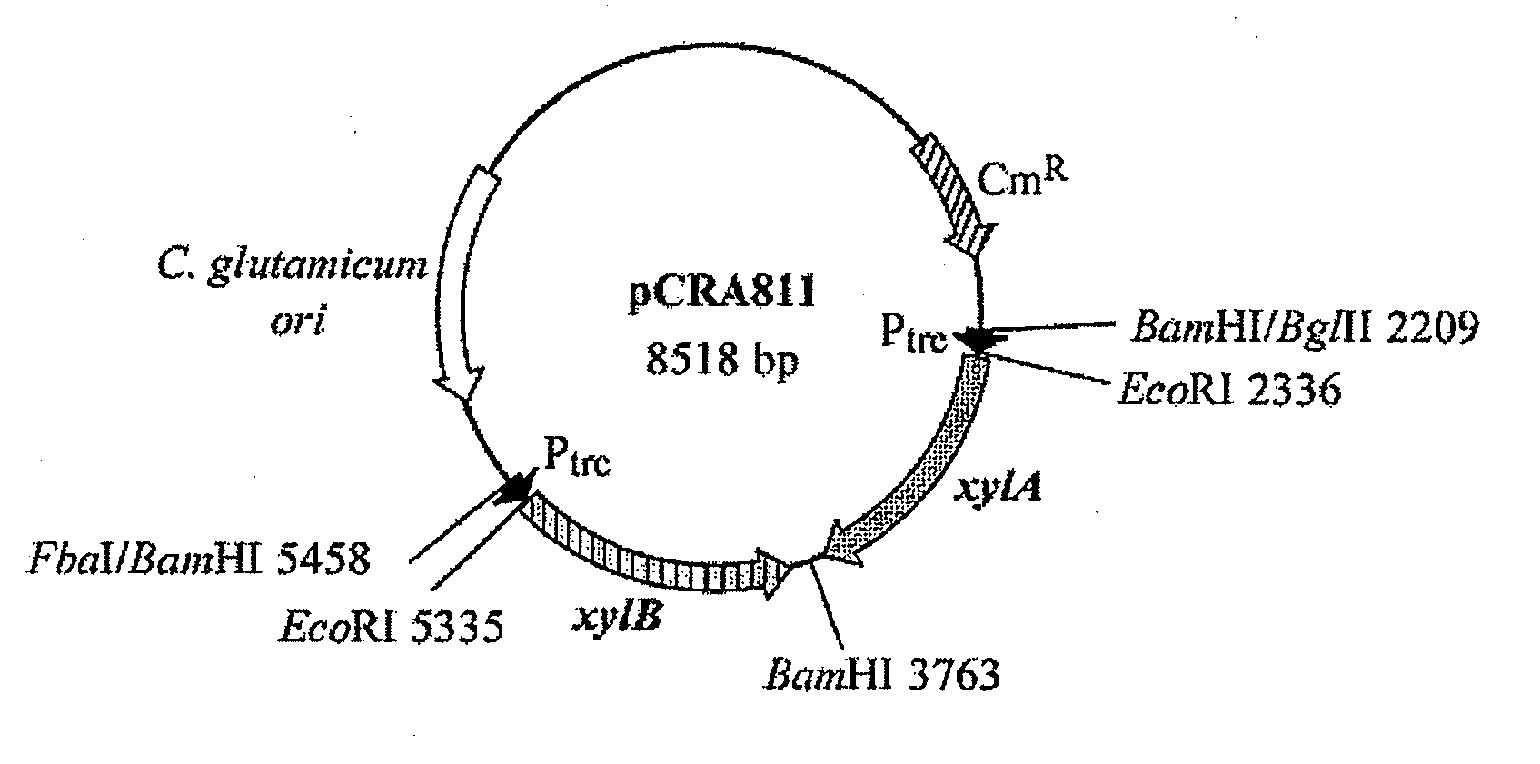 Coryneform bacterium transformant having improved d-xylose-utilizing ability