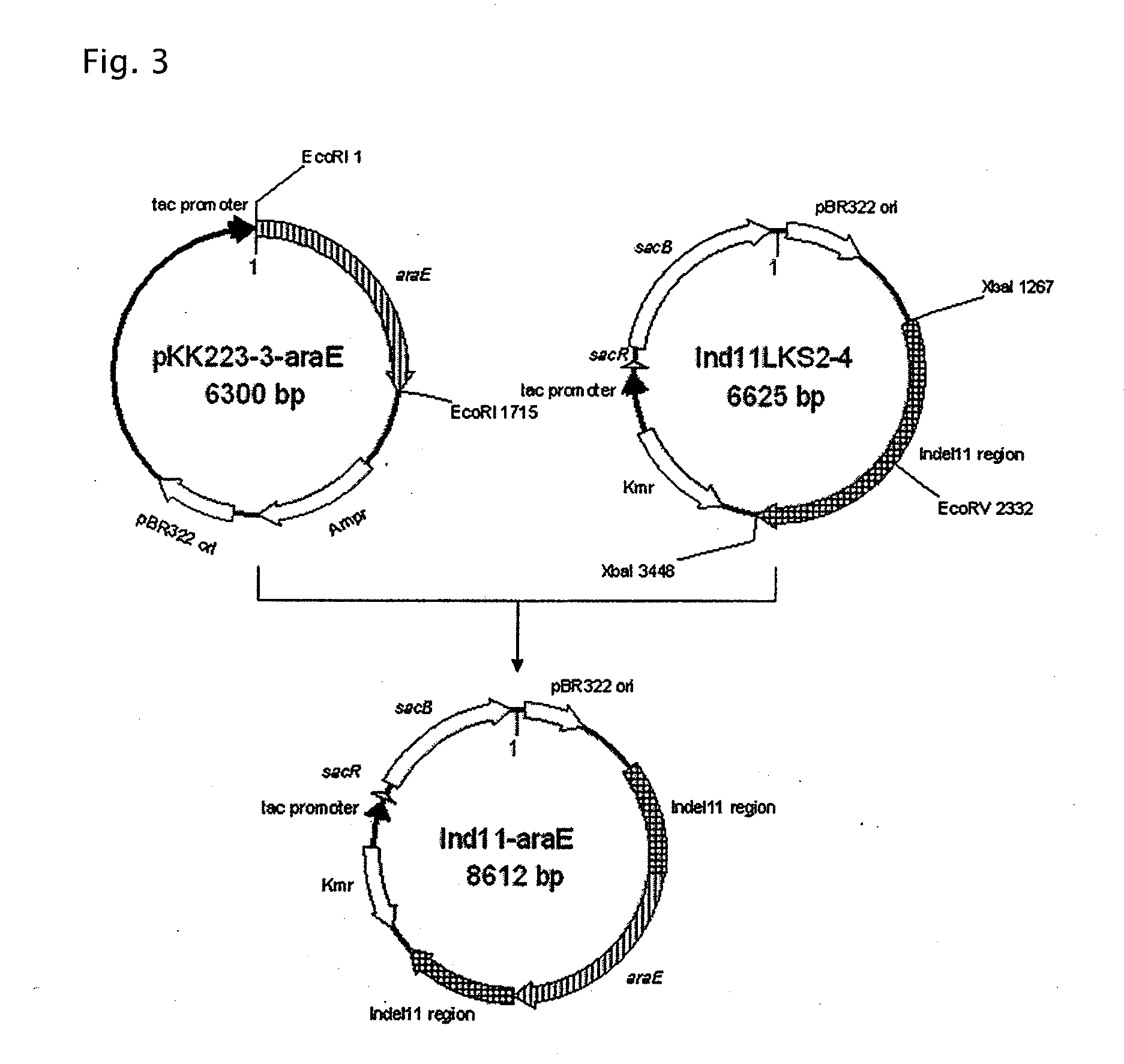 Coryneform bacterium transformant having improved d-xylose-utilizing ability