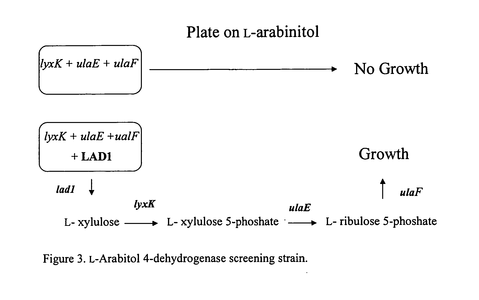 Methods for production of xylitol in microorganisms