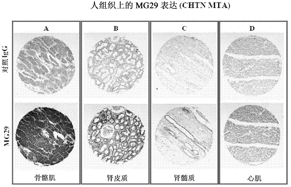 Compositions and methods for modulating mg29 for the treatment of diabetes