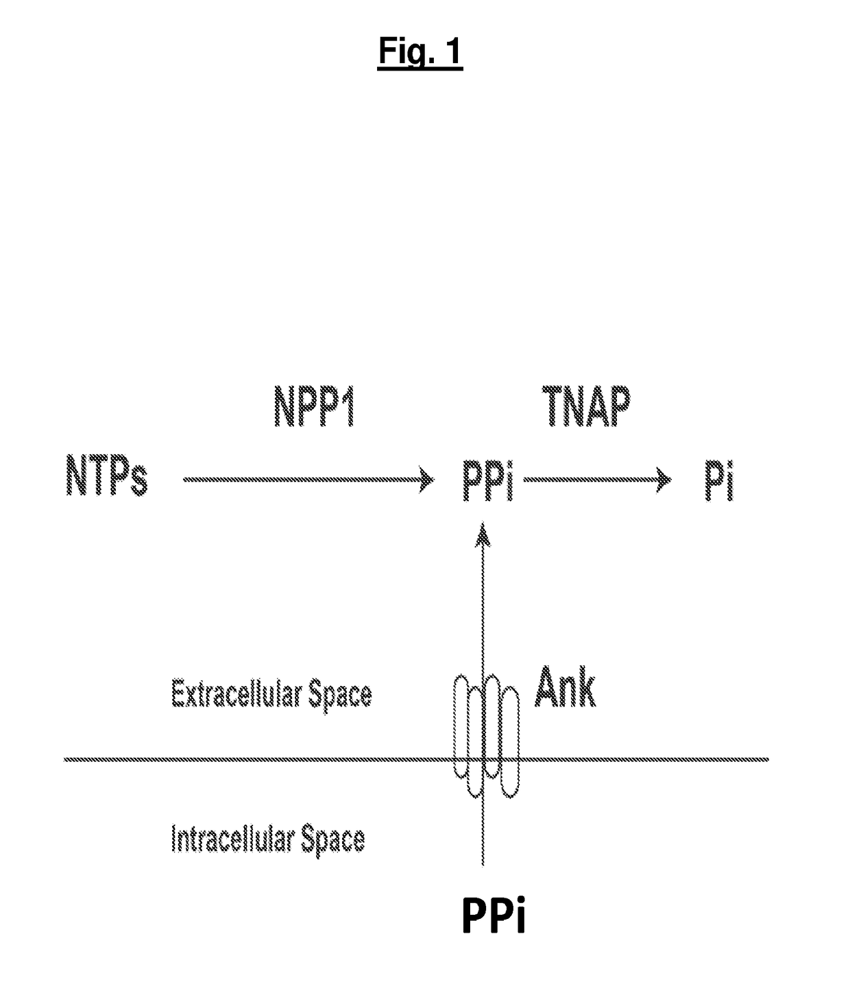 Compositions and methods for treating pathological calcification and ossification