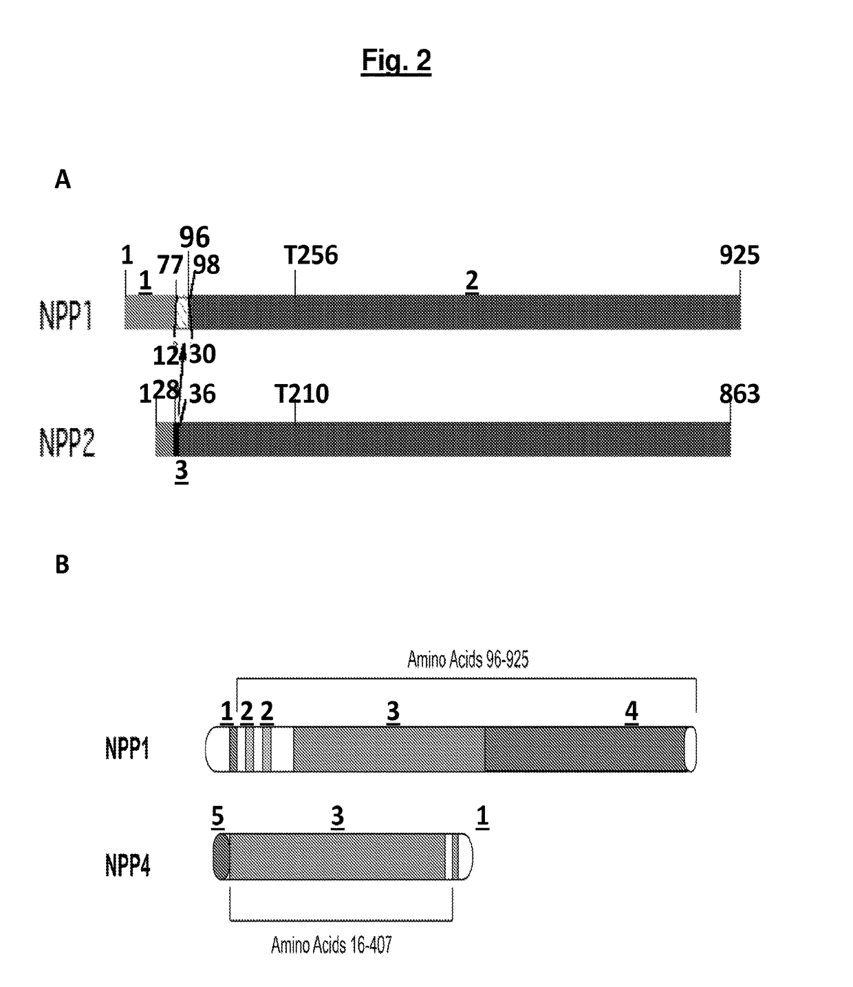 Compositions and methods for treating pathological calcification and ossification