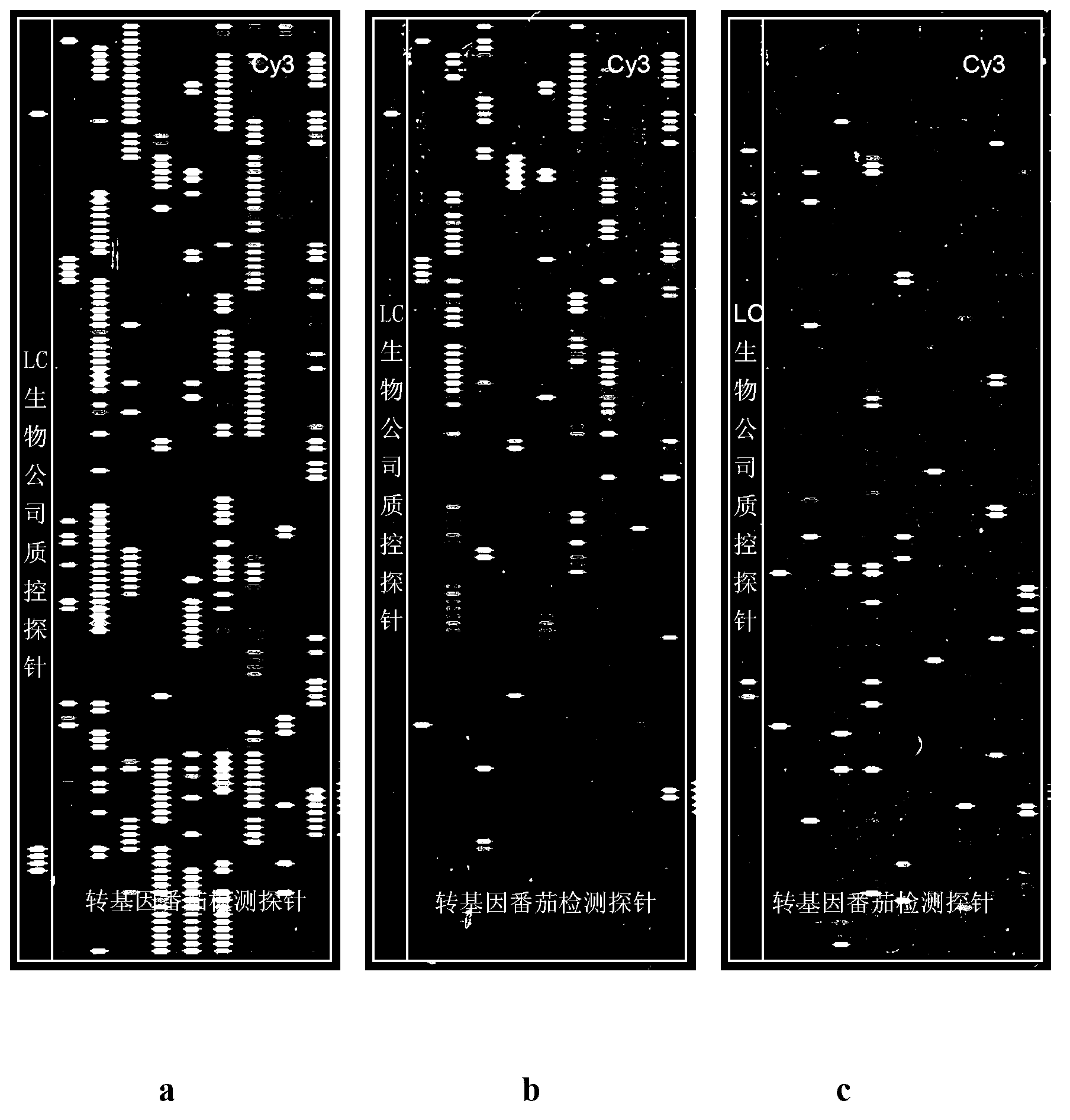 Method for detecting transgenic tomato by using in-situ synthetic microfluidic chip