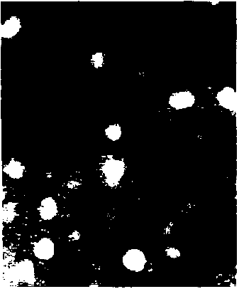 Liposome preparation method and method for preparing liposome adjuvant