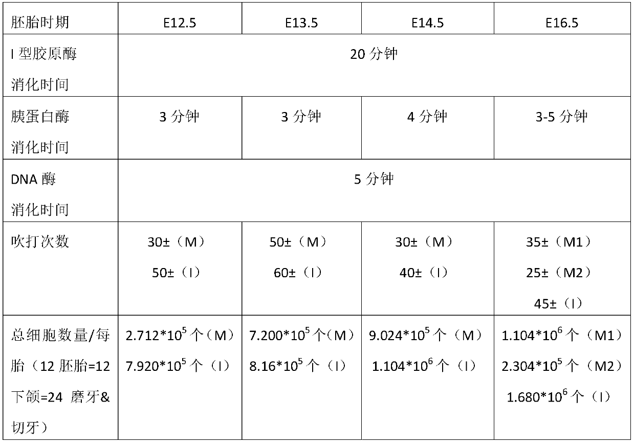 Method for separating dental embryo single cells and application thereof