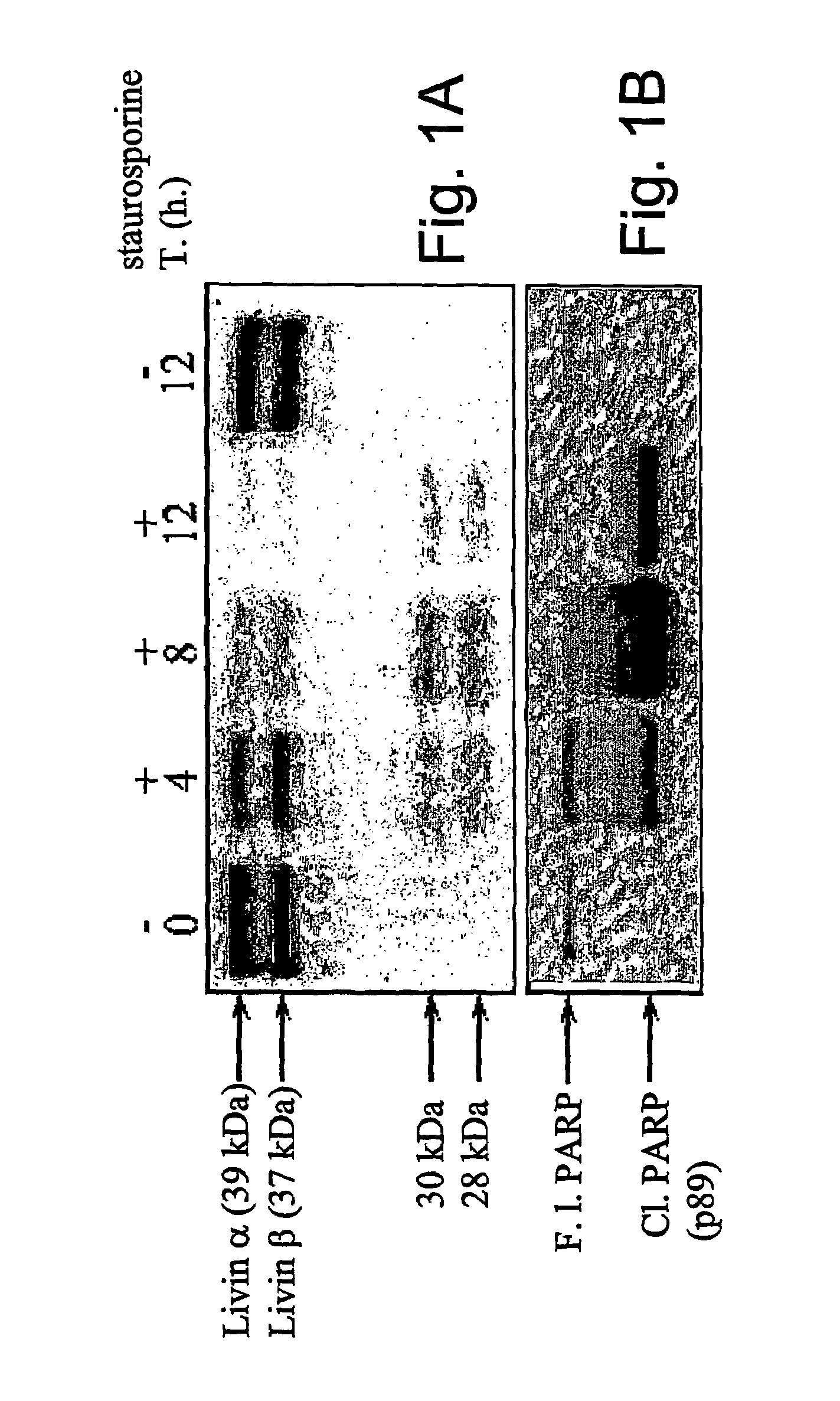 Livin-derived peptides, compositions and uses thereof