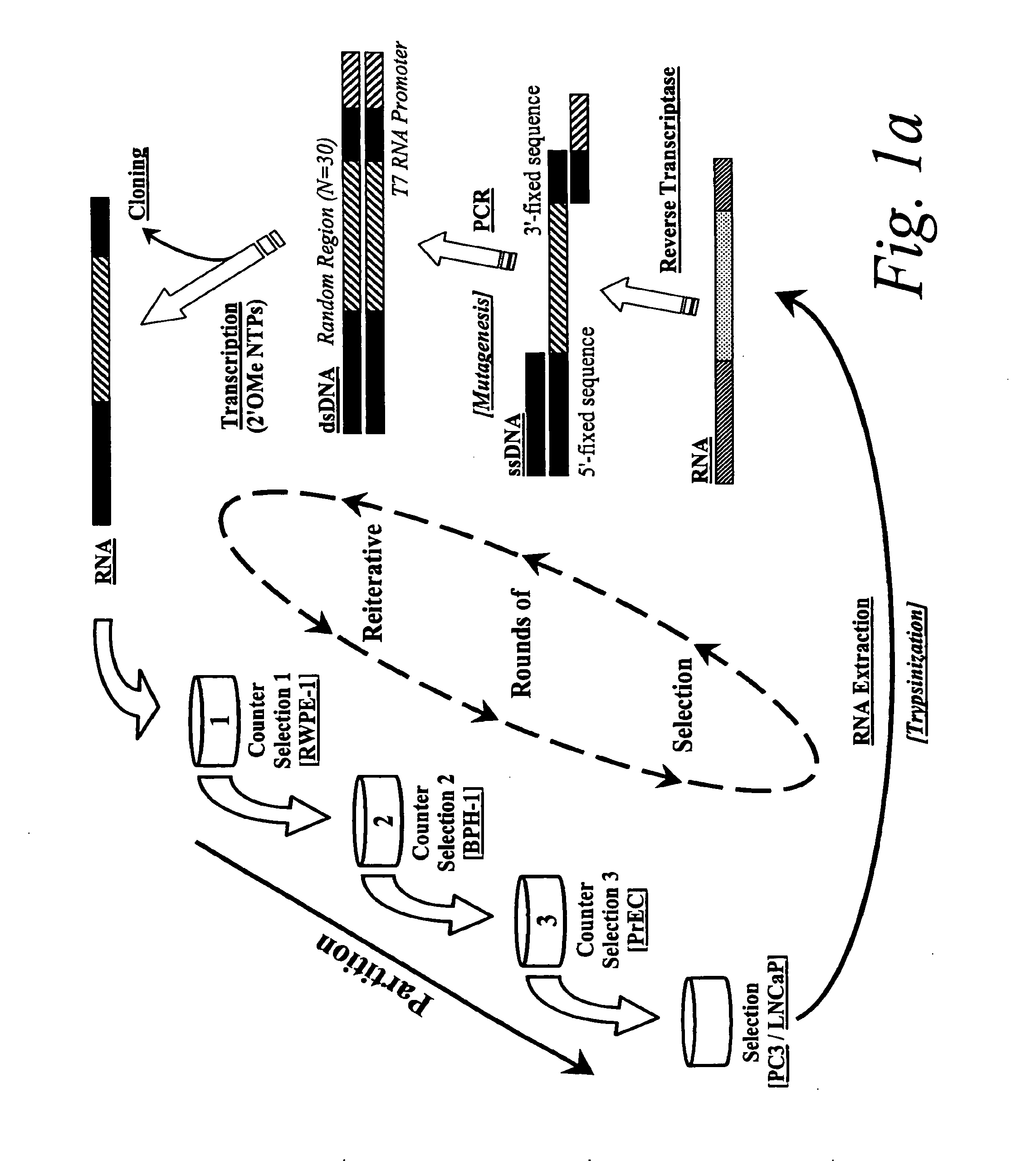 Oligonucleotide systems for targeted intracellular delivery